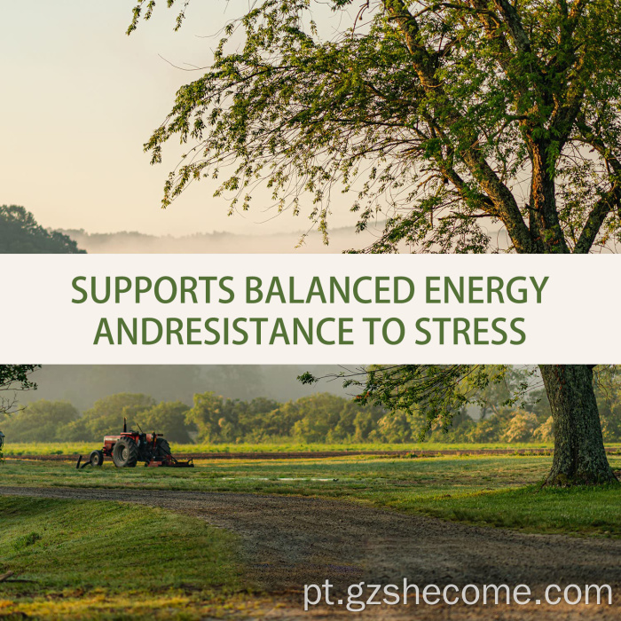 ASHWAGANHHHA SUPLEMENTO DE SUPLEMENTO DE ESTRESSO SUPORTE DO SLEEP